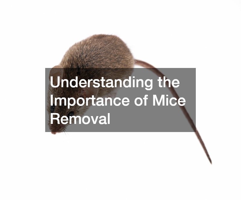 Understanding the Importance of Mice Removal